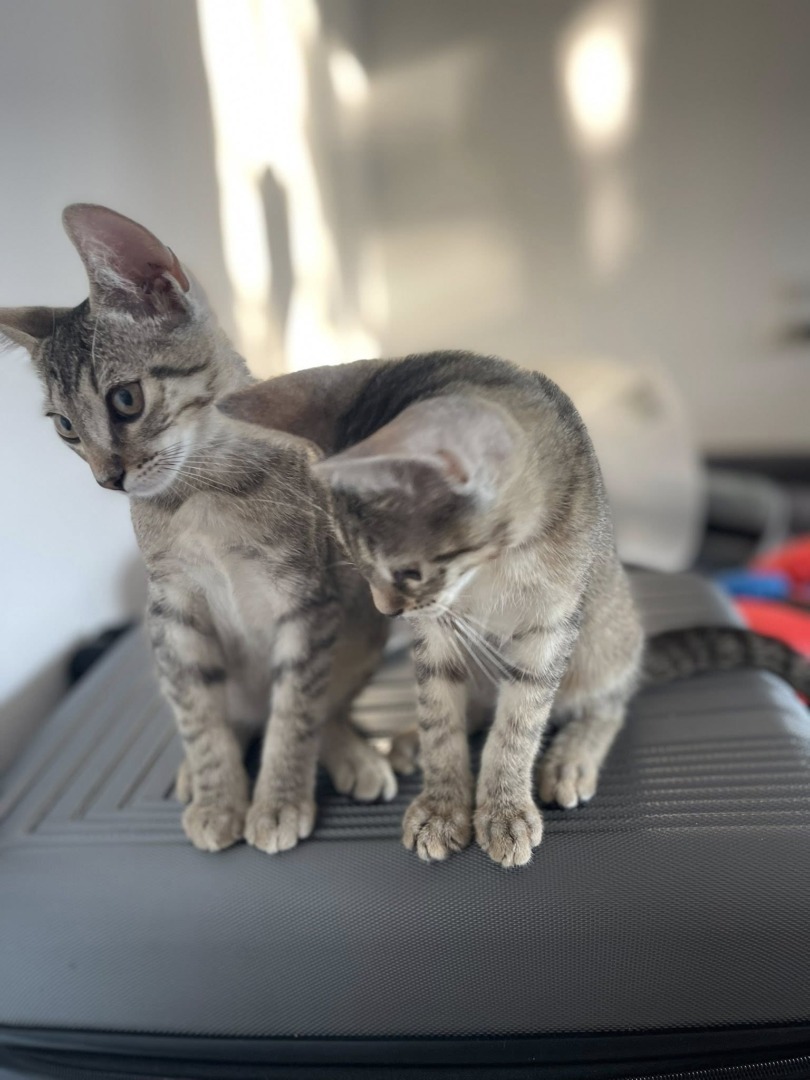 531585874_24310012632000365_63174385582977238_n