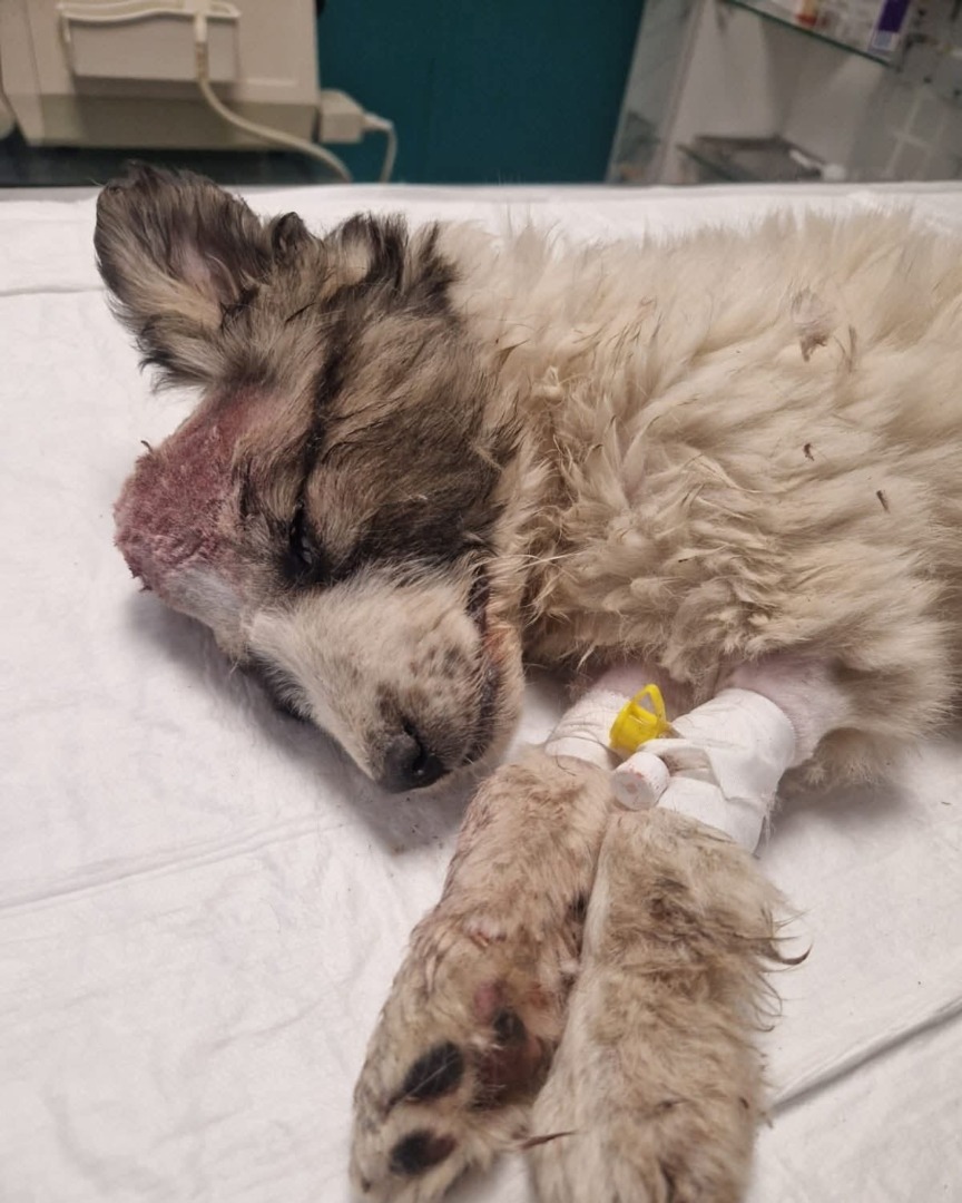 Cățelușa oarbă rănită