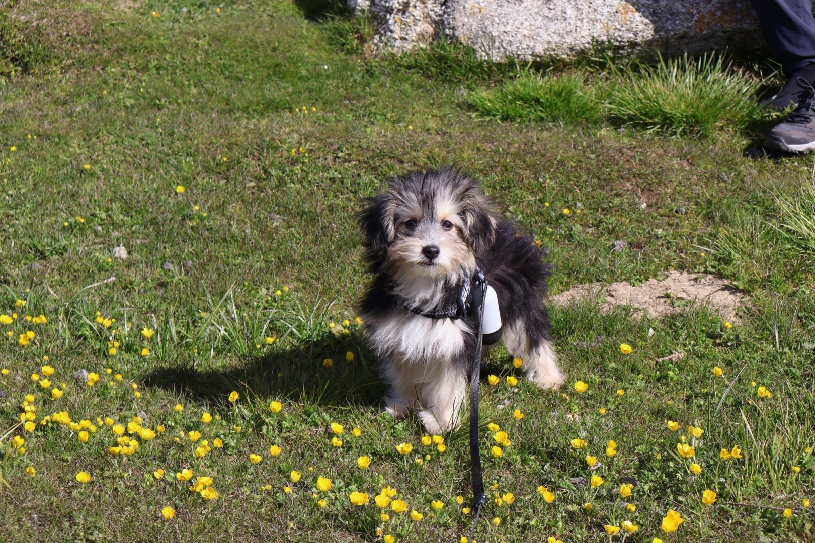 Câinele Charlie pe iarbă