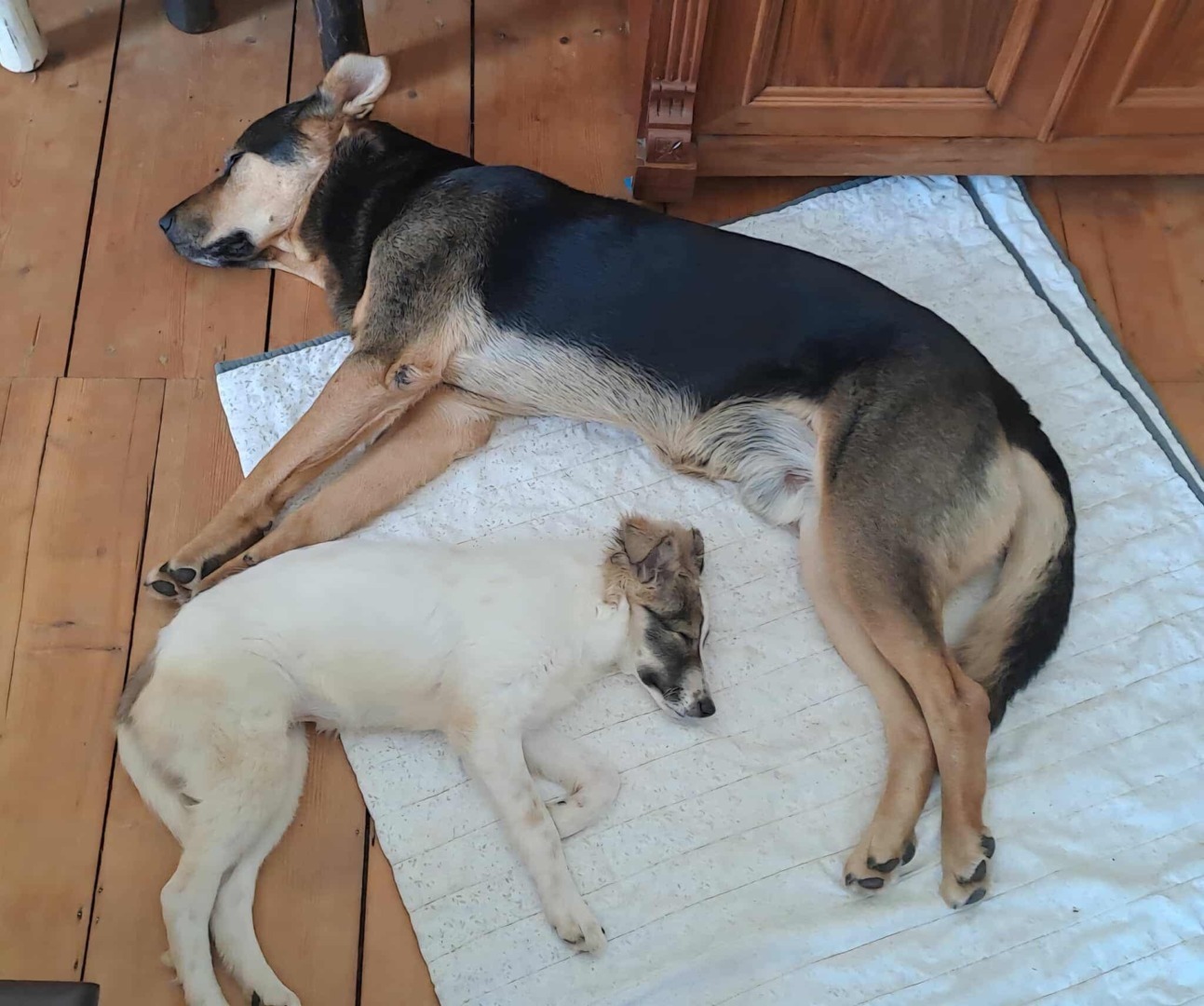 Cășelușa oarbă și fratele ei mai mare