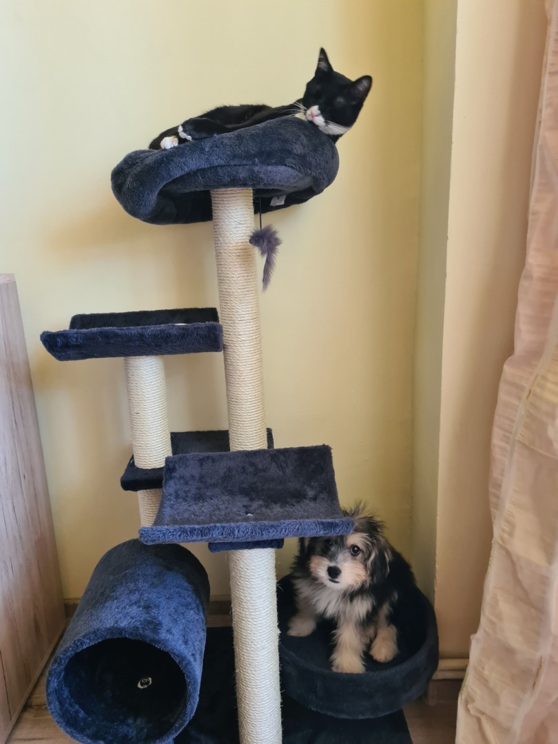 Câinele CHarlie și motanul într-un ansamblu pentru pisici