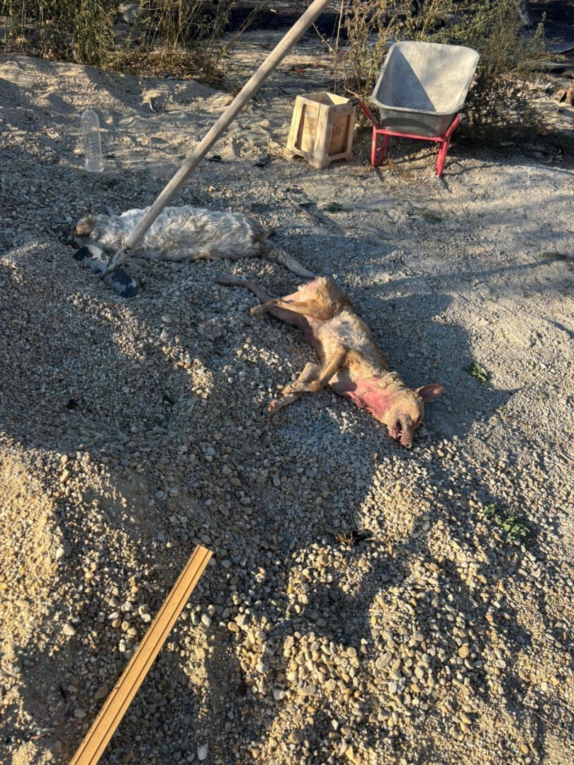 537235751_787923236937637_1082051769150910180_n