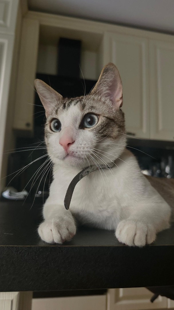 73472e00-9f4b-49f6-9c84-e082488125ea