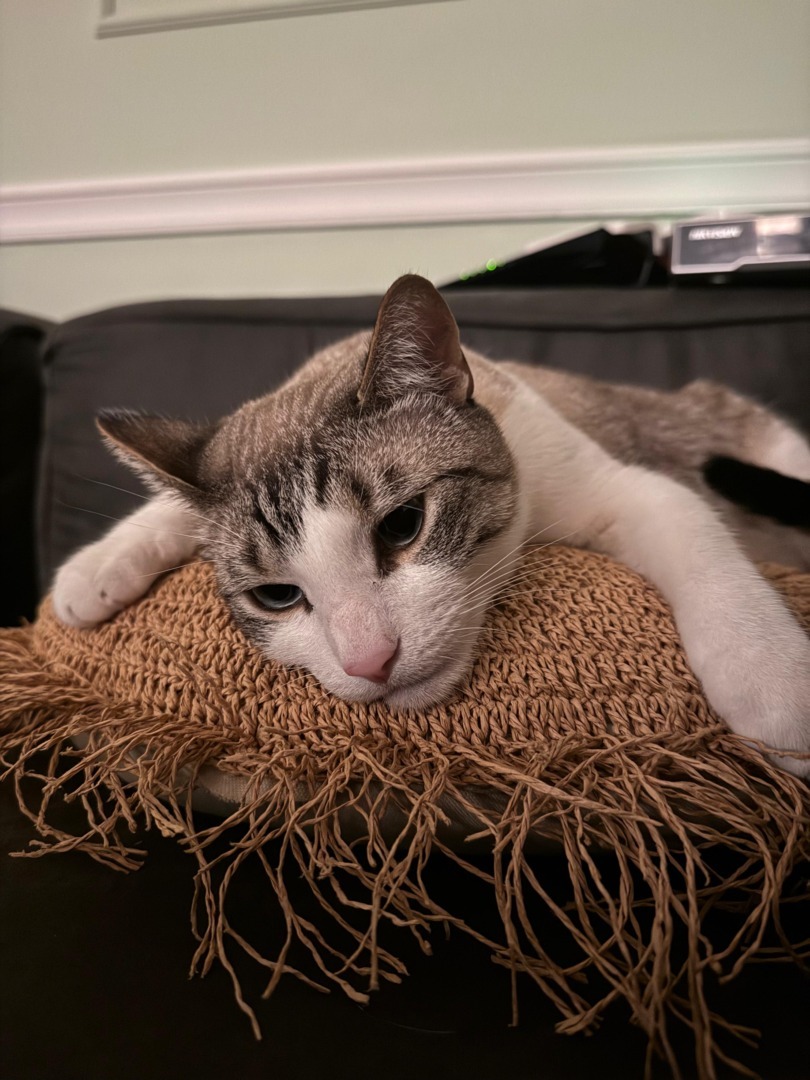 77cf146e-1b7e-4630-b15d-31b60cb43333