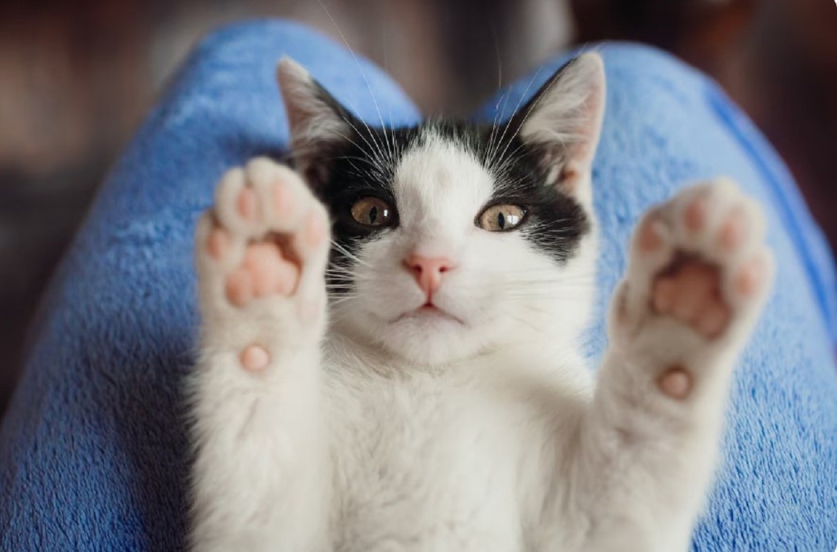 pisica tine labutele ridicate