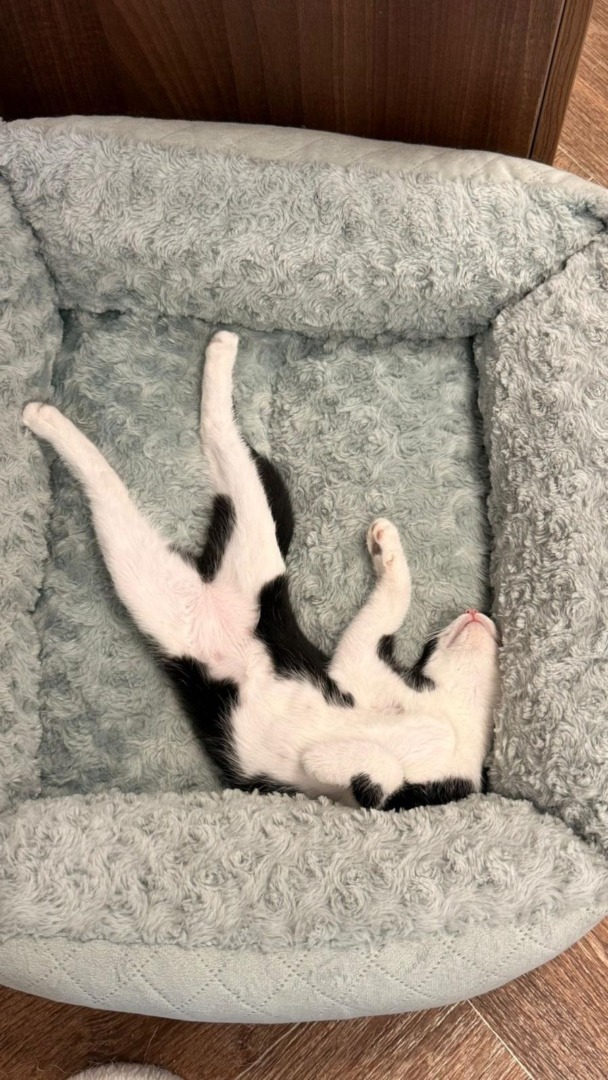 9c2cc385-7c0a-4fdb-827a-395386c48b02