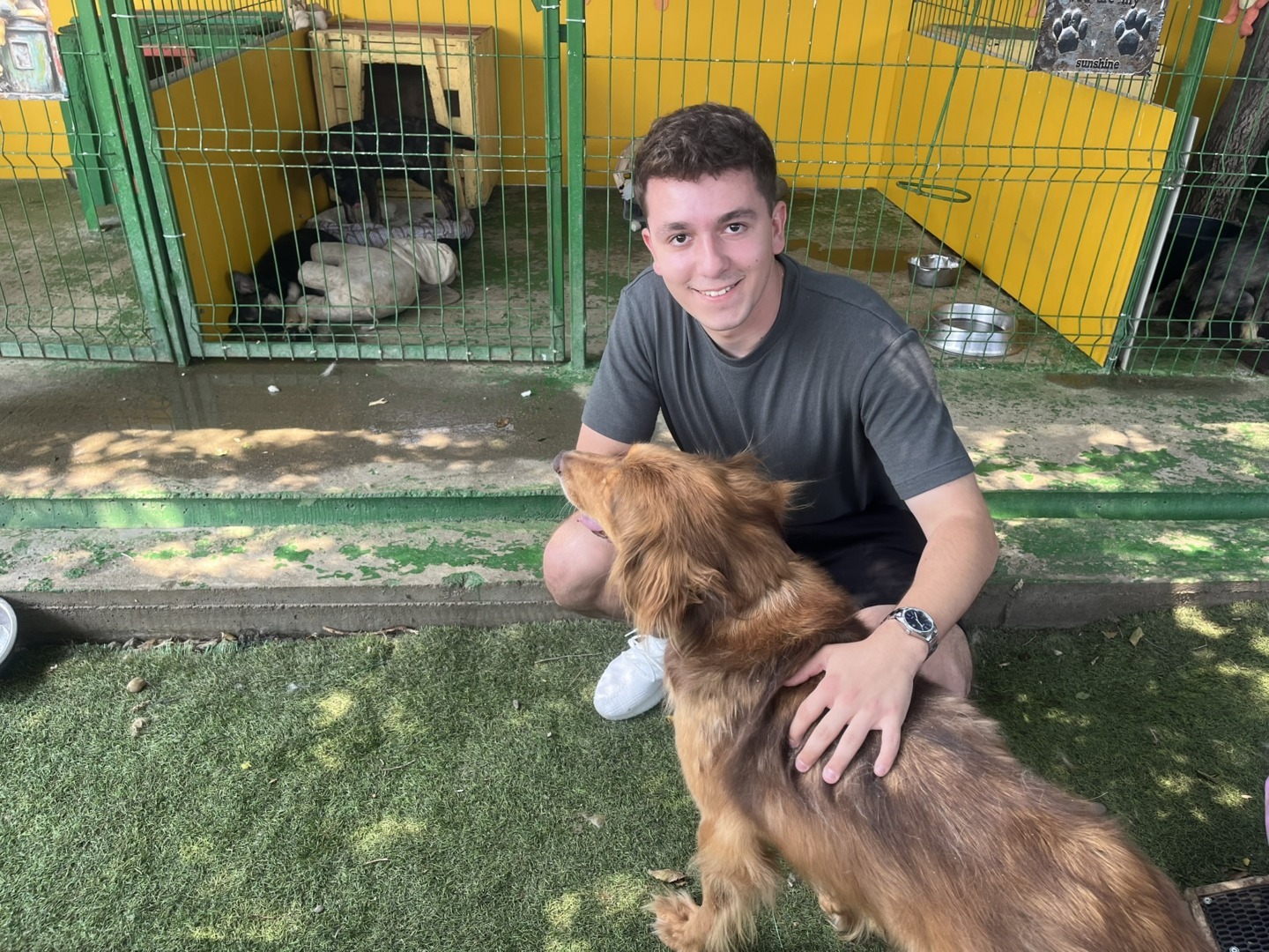 rares platforma pawfect