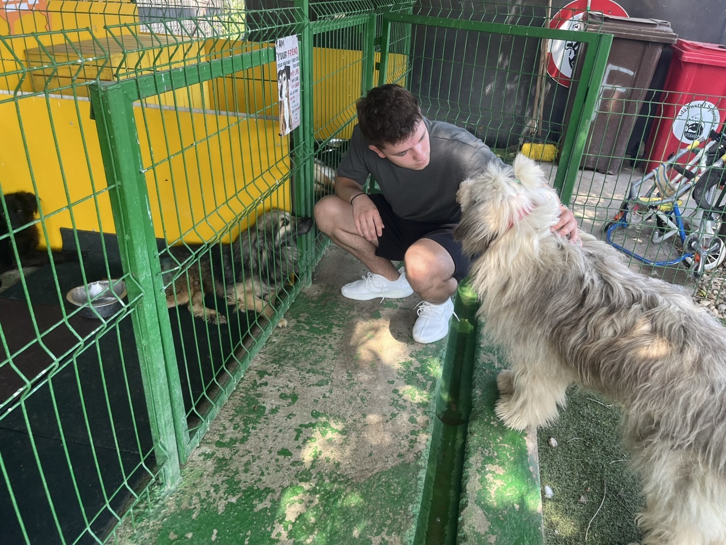 rares pawfect caine speranta