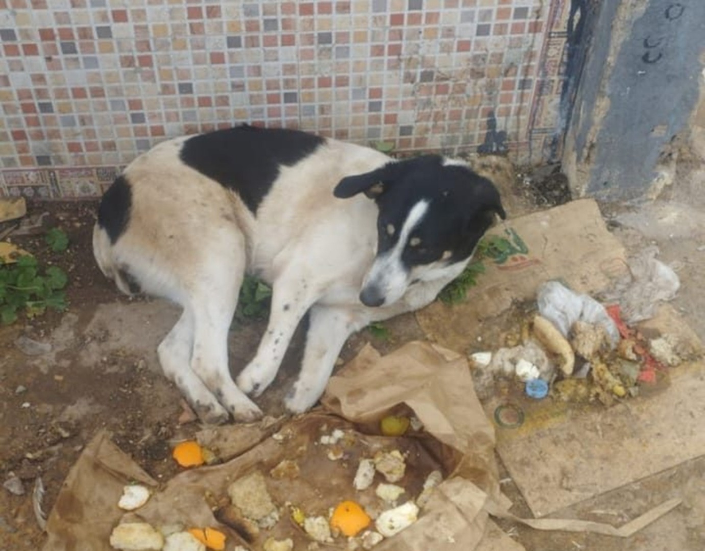 Un câine stă întins între gunoaie