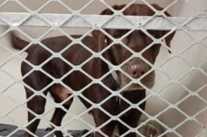 cainele tinut in tarc