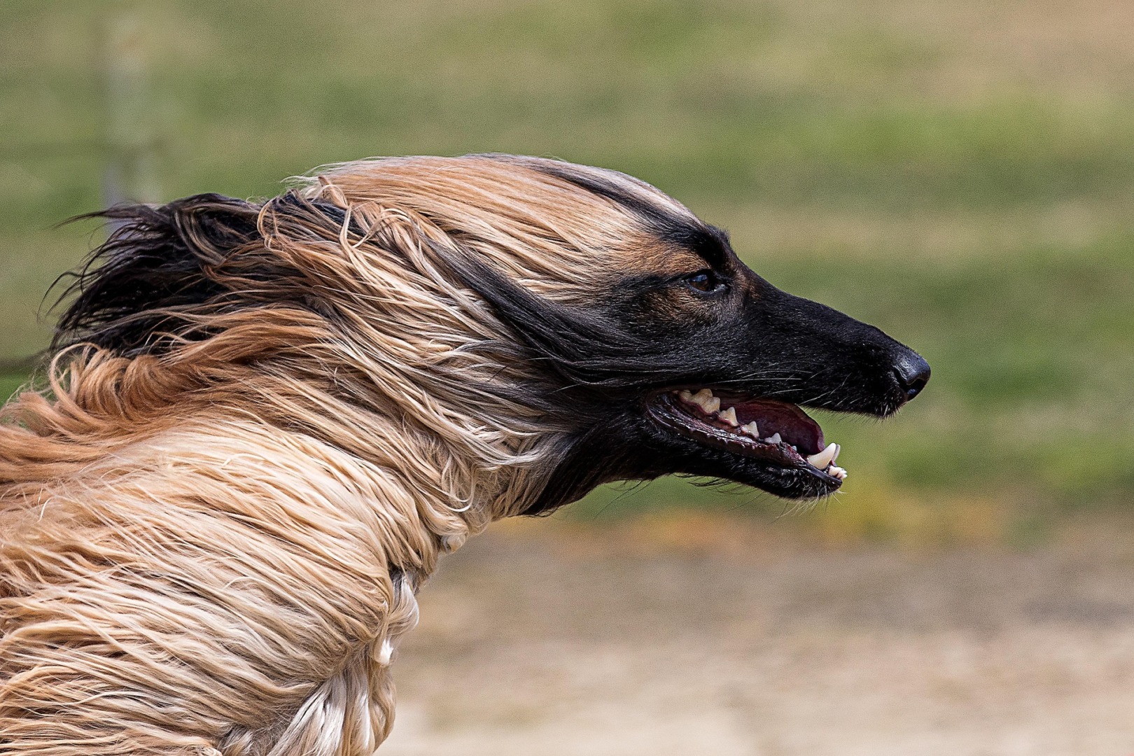 Câine Afghan Hound