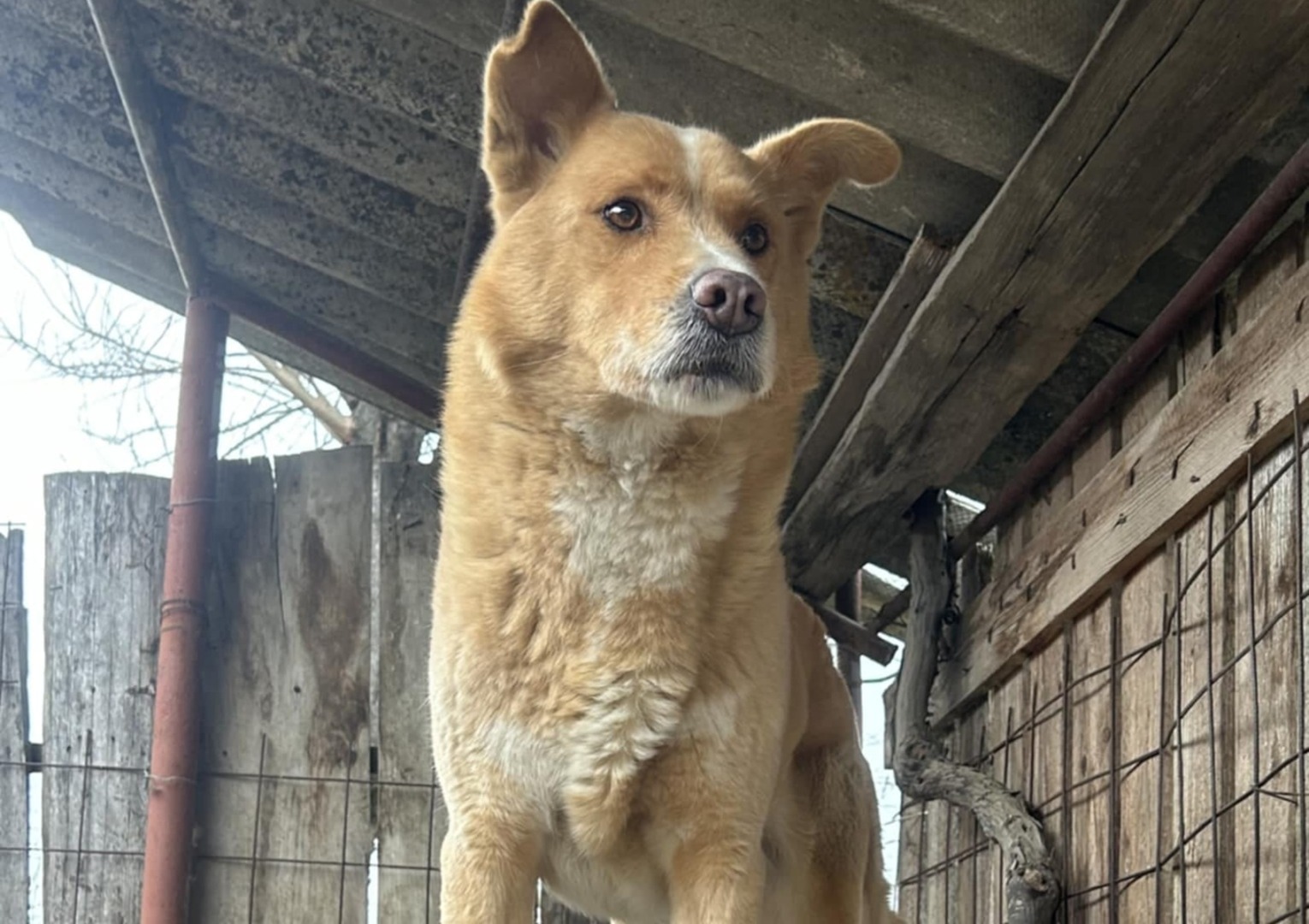 Câine Akita Inu
