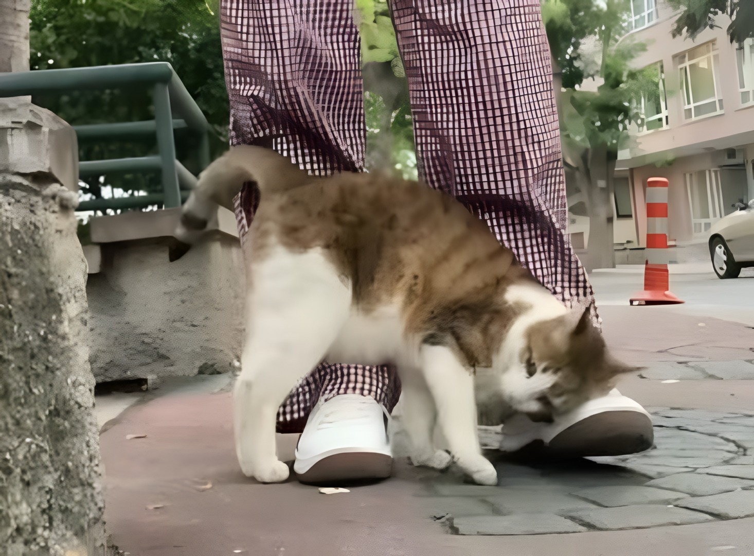 O pisică se freacă de picioarele unui trecător pe stradă