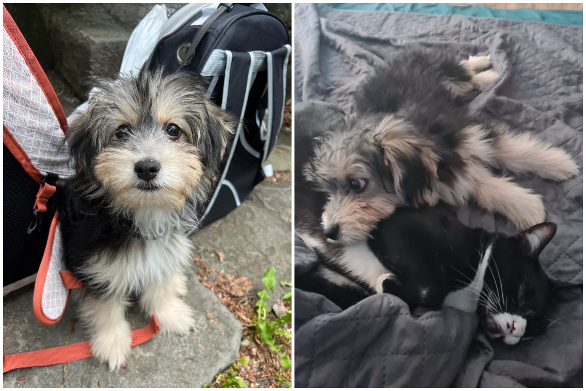 Colaj cu cățelul Charlie de la ASPA