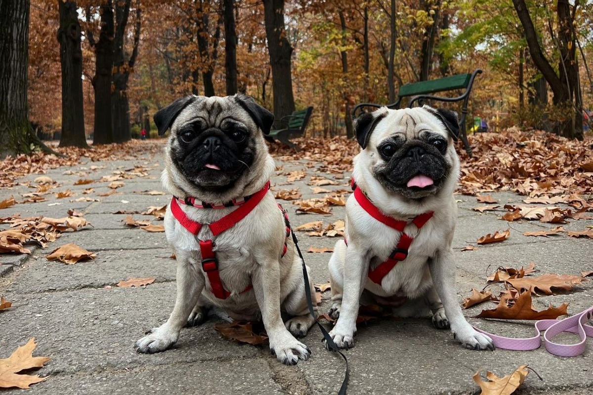 Asha și Akira, două cățelușe pug