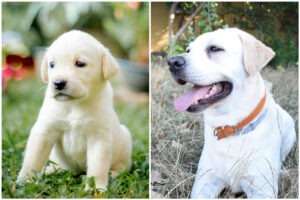 Colaj cu un labrador pui și un labrador adult