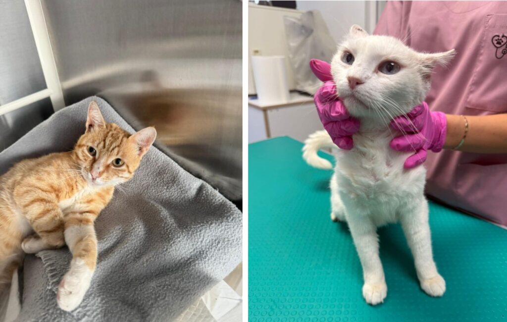 Colaj cu două pisici