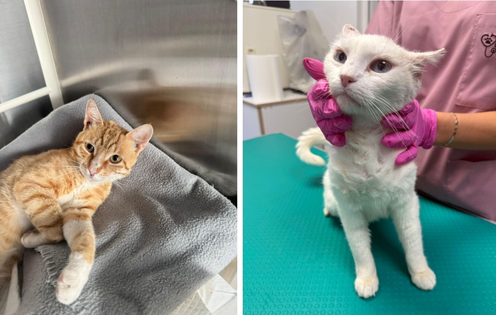 Colaj cu două pisici