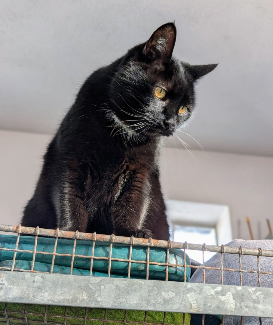 Blackie, singurul mascul dintre pisicile pe care le are Martha Stewart.