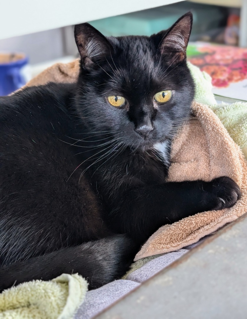 Blackie, singurul mascul dintre pisicile pe care le are Martha Stewart.