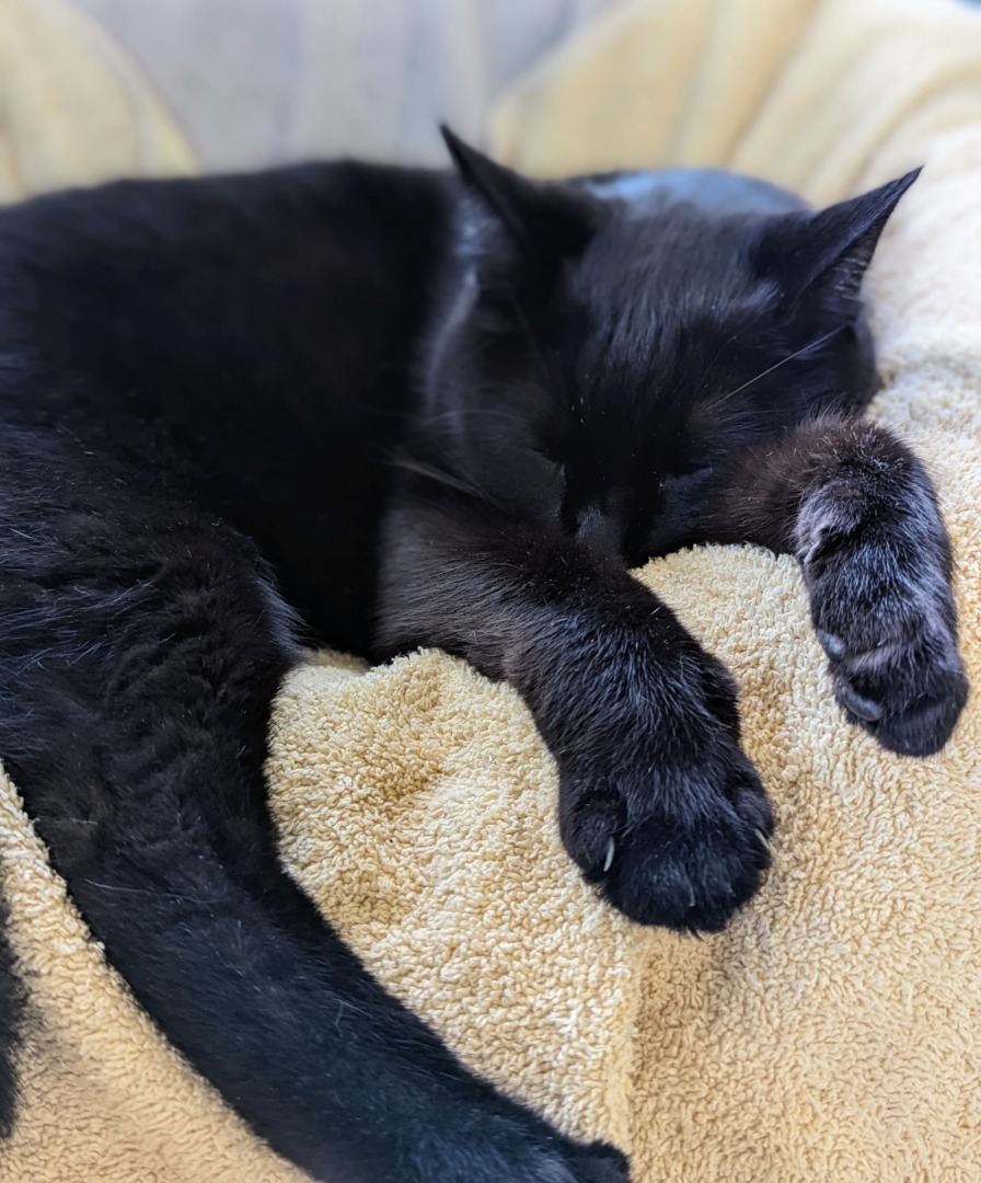 Blackie, singurul mascul dintre pisicile pe care le are Martha Stewart.