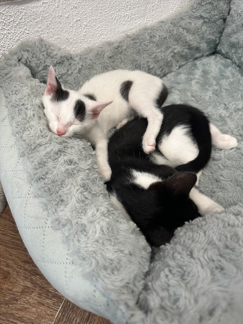 c374dbac-1ecd-4f01-a42f-9c8f82b5d3e1