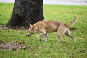 Un câine se plimbă prin iarbă, în apropierea unui copac