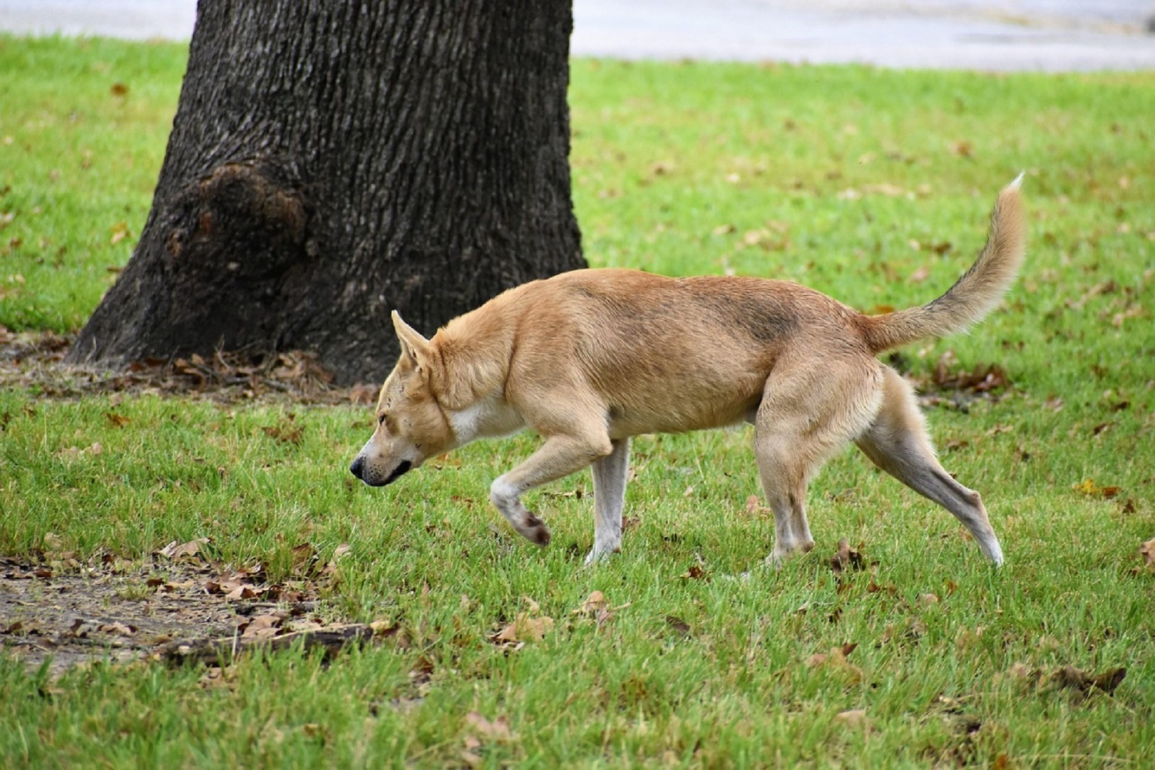 Un câine se plimbă prin iarbă, în apropierea unui copac