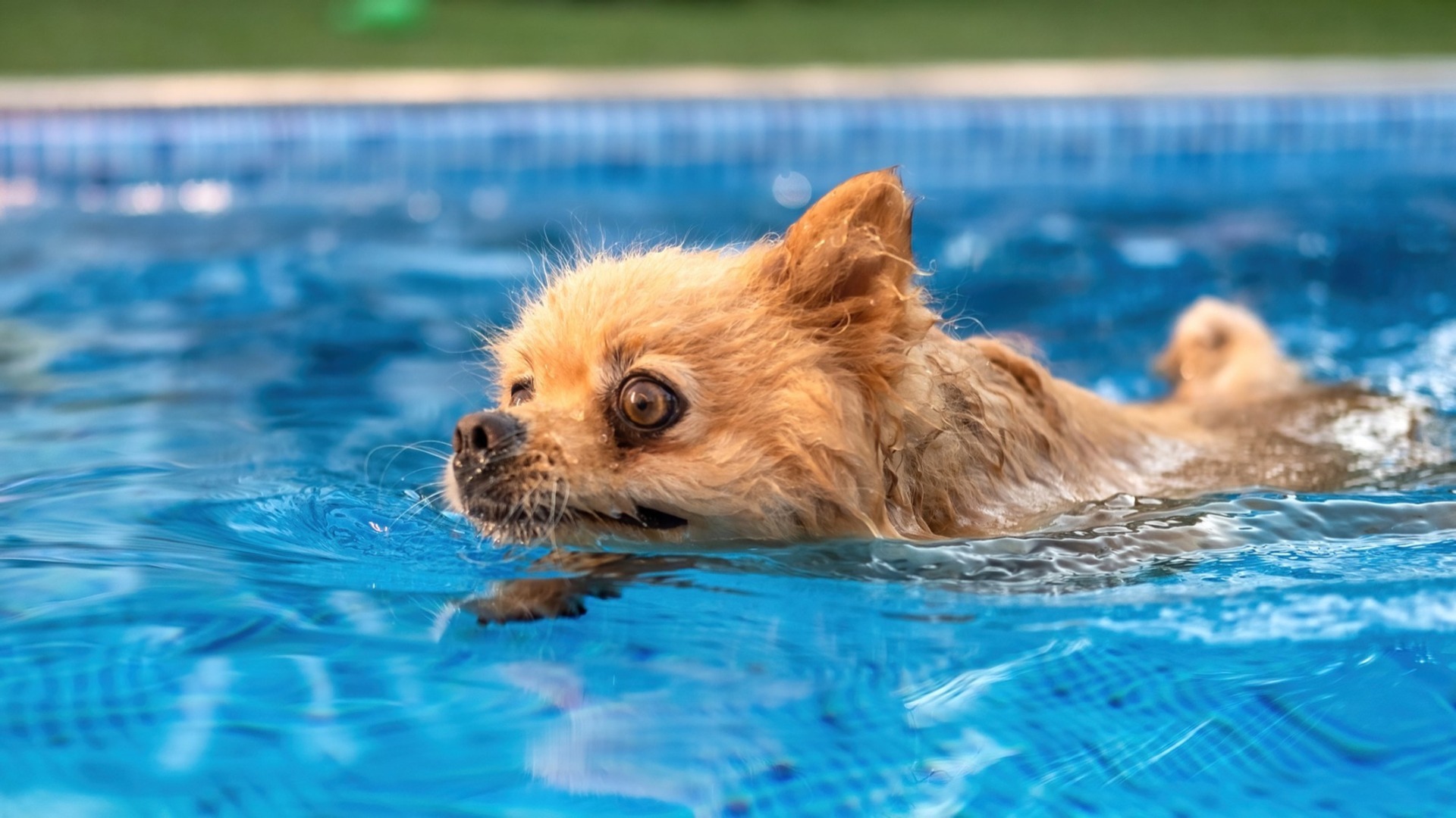 Un câine înoată în piscină
