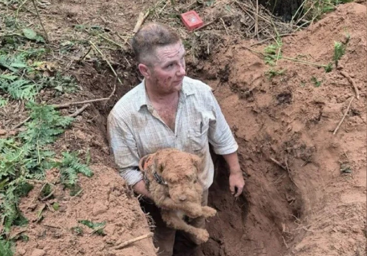 caine scos de sub pamant