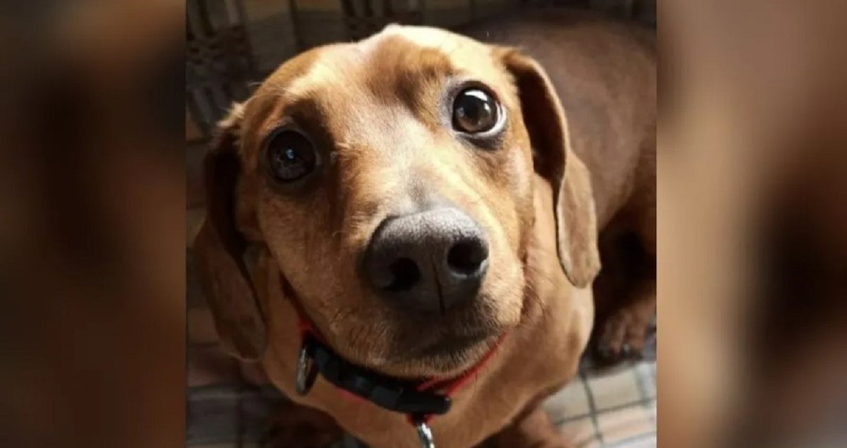 cainele priveste la camera