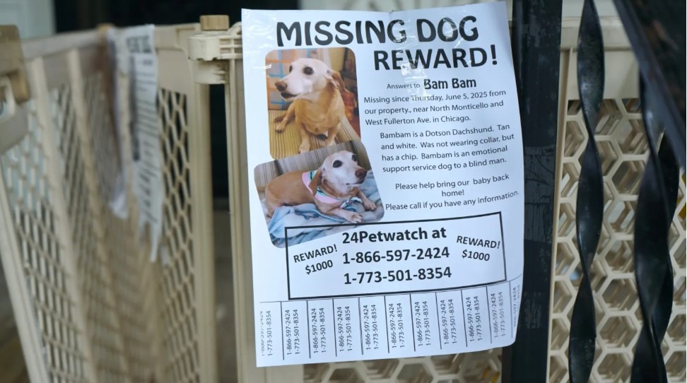 pliante cu cainele disparut