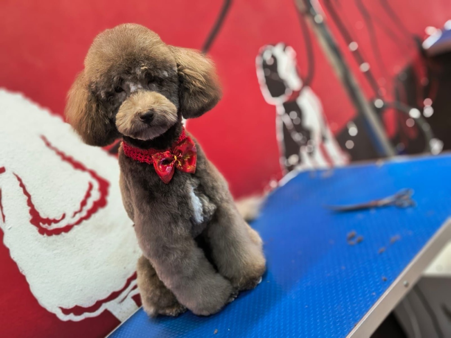 caine la salon de frizerie canina