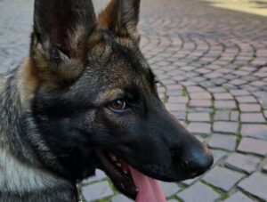 câine ciobănesc german