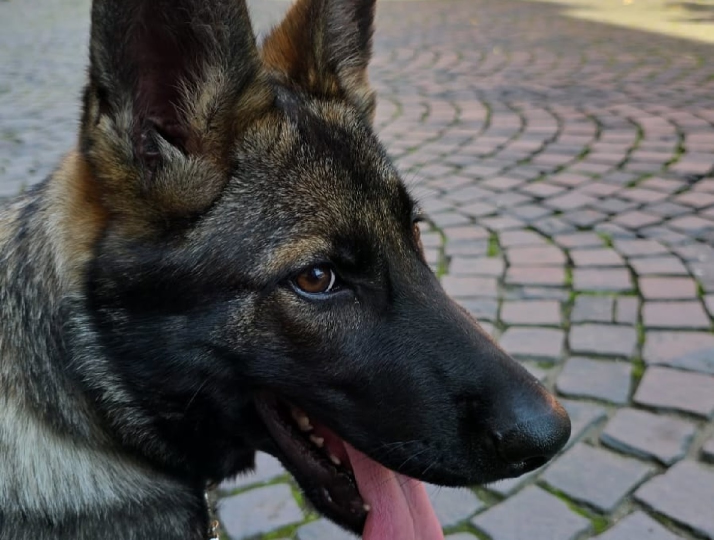 câine ciobănesc german