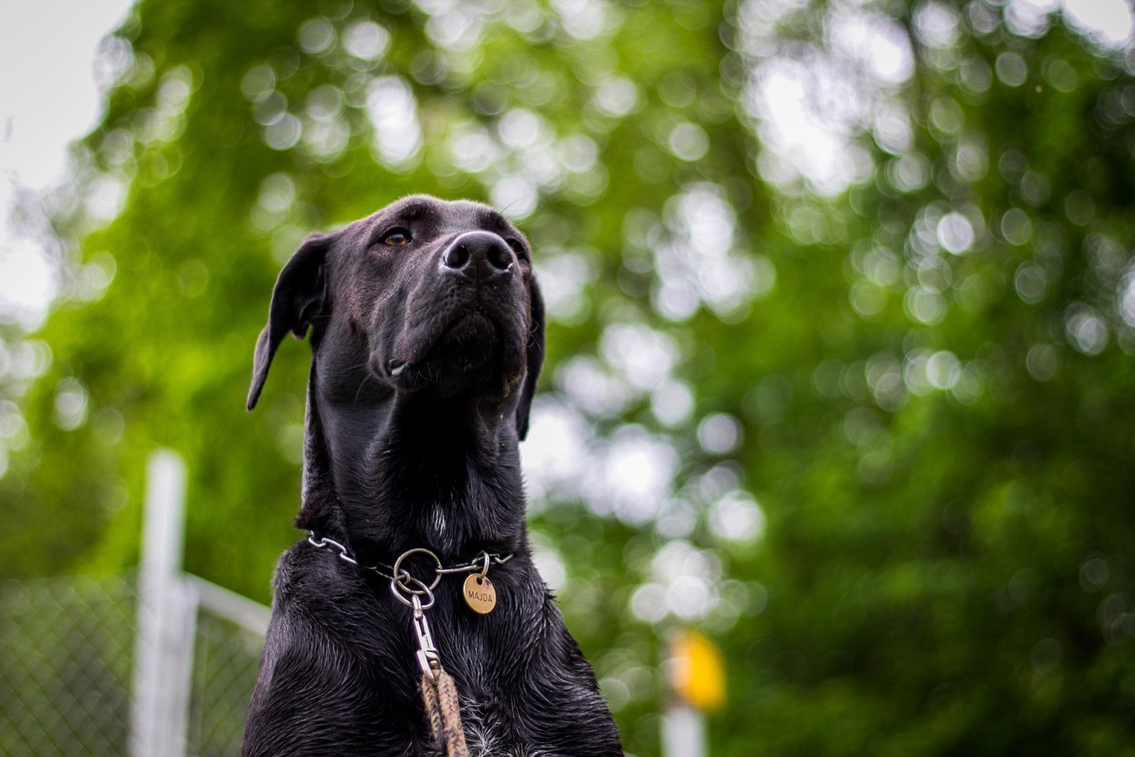 Câine negru de talie mare