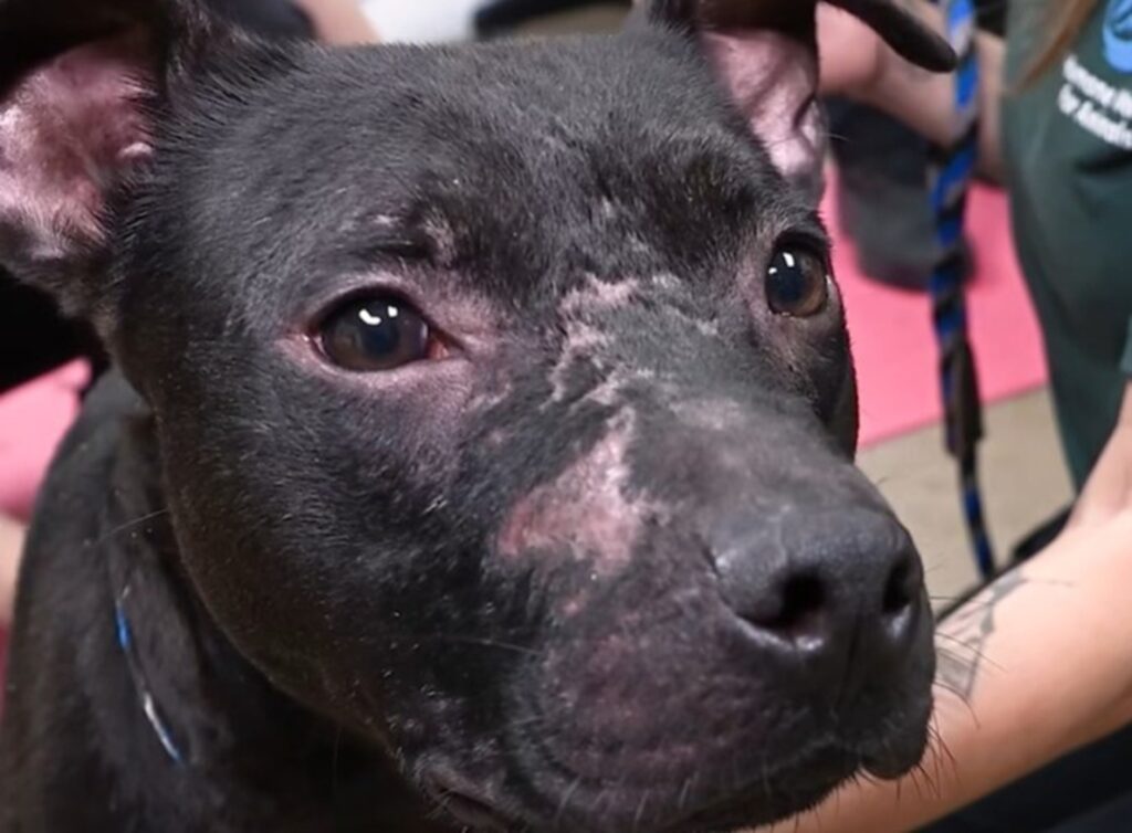 Fața unui câine rănit