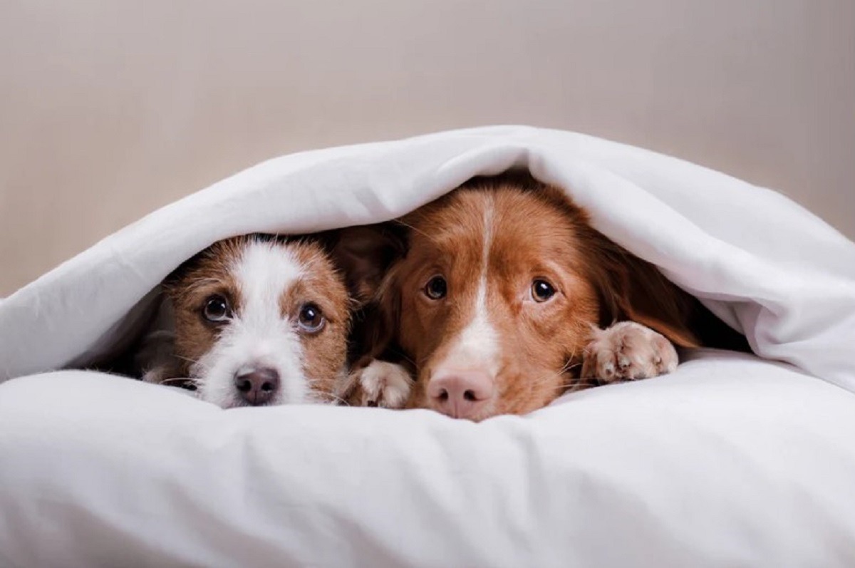 cainii se ascund sub patura