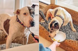 cainele Thor mananca din farfurie