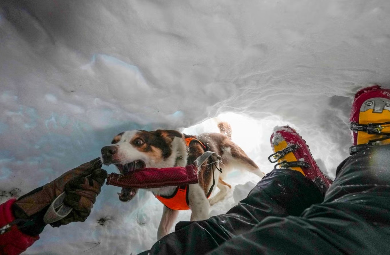 cainele intervine sub zapada