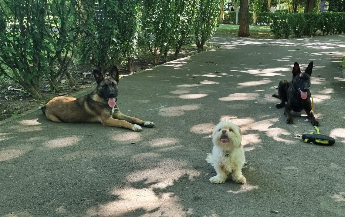 caini la dresaj in parc