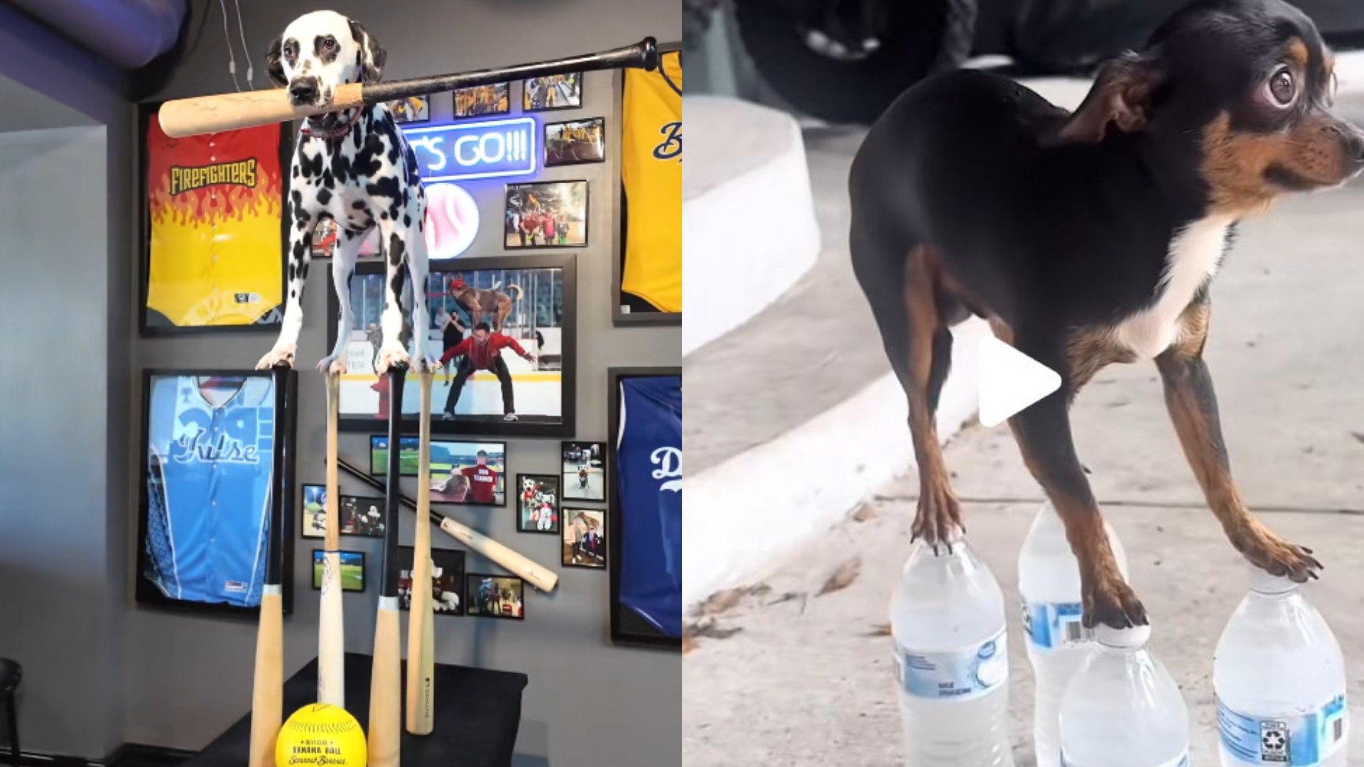 Colaj foto cu doi câini implicați în provocarea Nicki Minaj de pe social media.