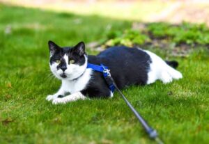 pisica in lesa la plimbare