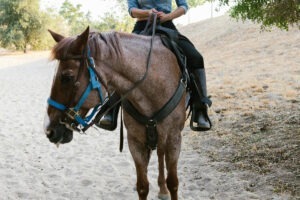 Cal în timp ce este călărit