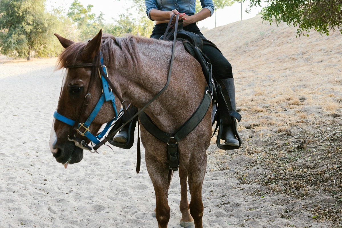 Cal în timp ce este călărit