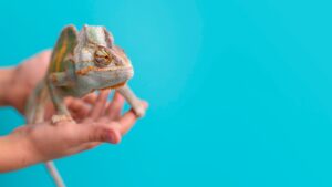 Cameleon ținut în mână