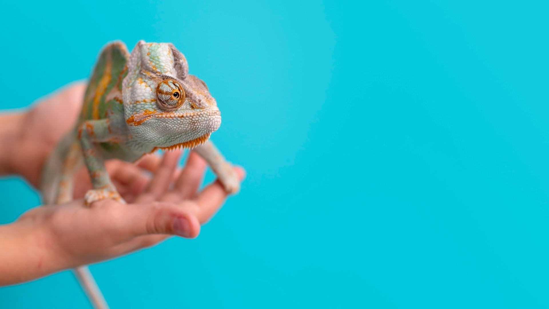 Cameleon ținut în mână