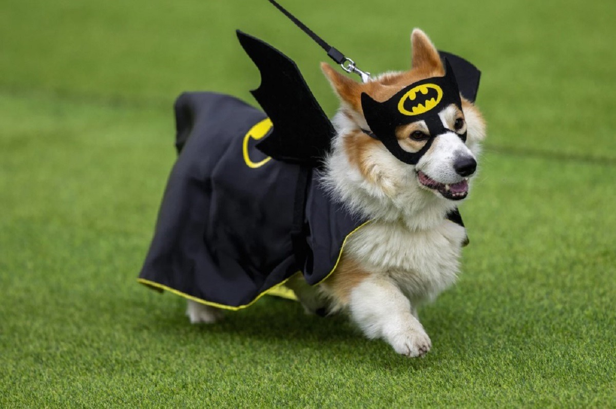 caine corgi costumat in Batman