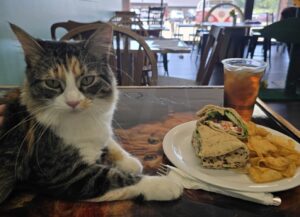 O pisică stă pe masă în fața unei farfurii cu mâncare și a unui pahar cu ceai