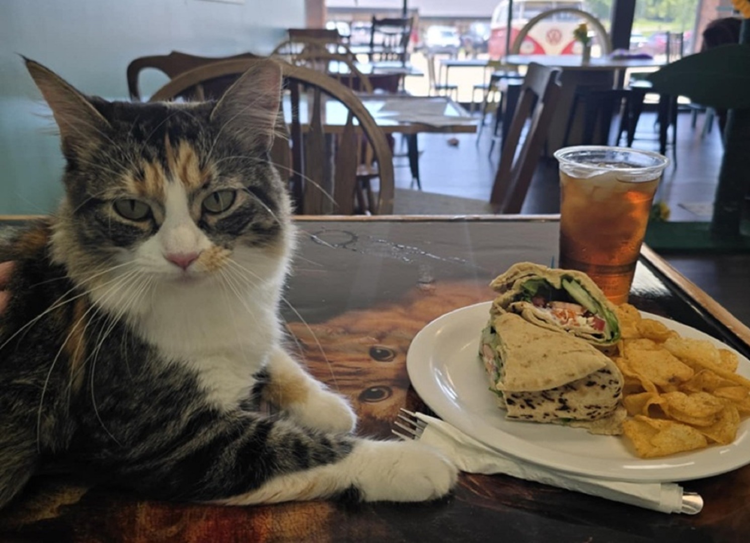 O pisică stă pe masă în fața unei farfurii cu mâncare și a unui pahar cu ceai